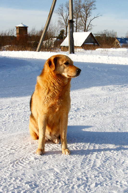 How Does Daylight Savings Time Affect Your Dog How Does Daylight Savings Time Affect Your Dog