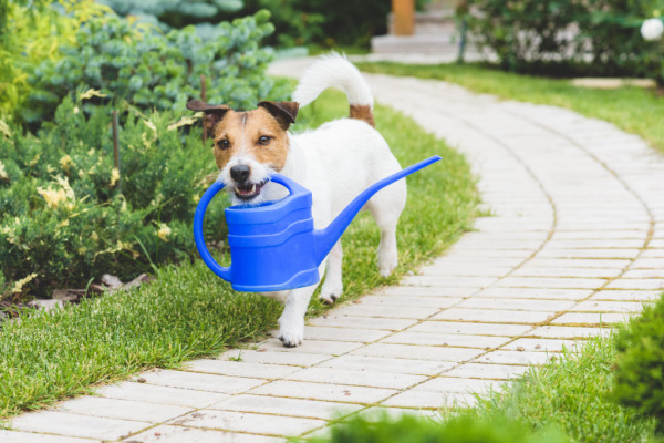 Sensory Garden Dog