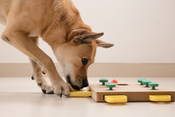 Intellectual game for dogs