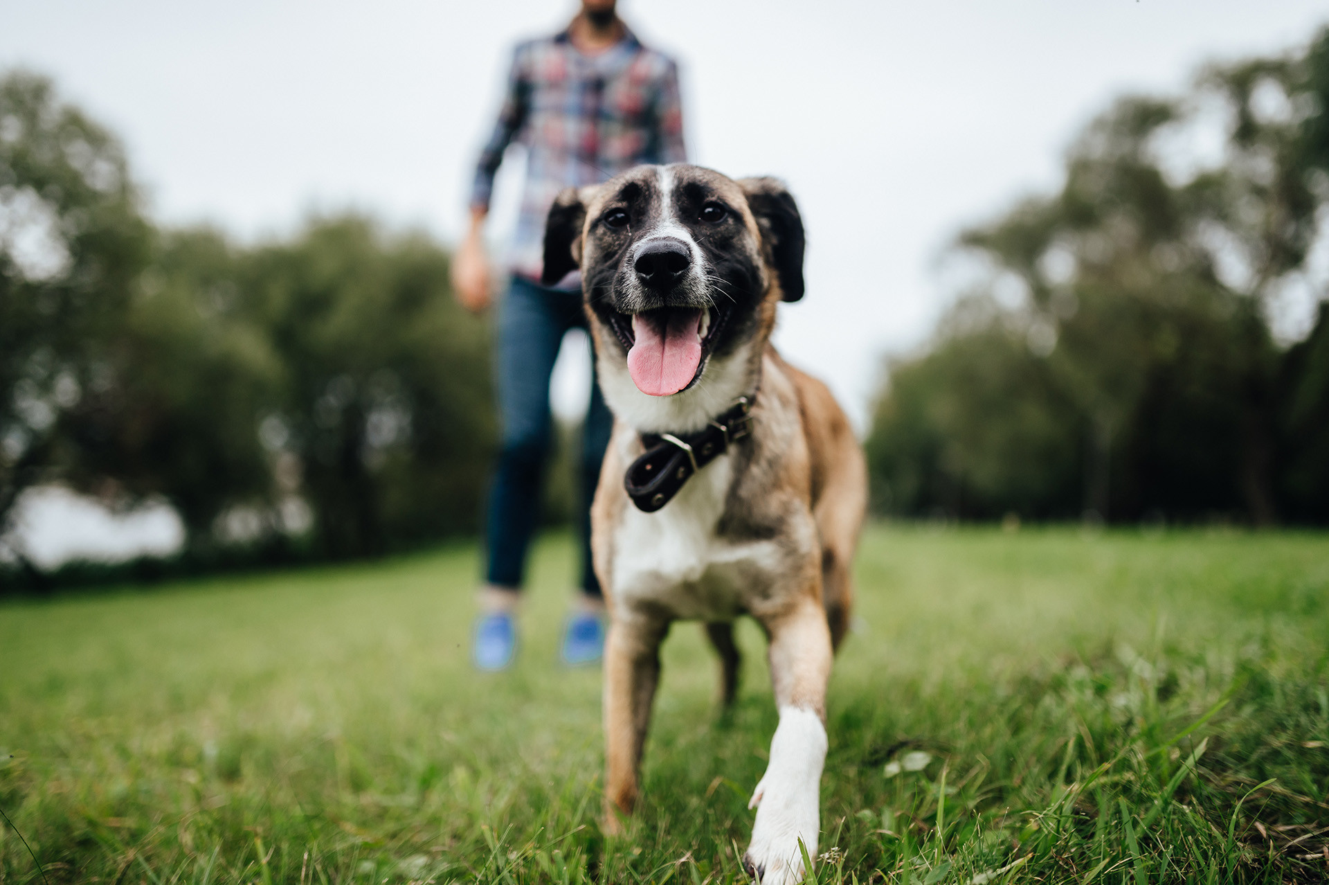 Happy dog at kennel