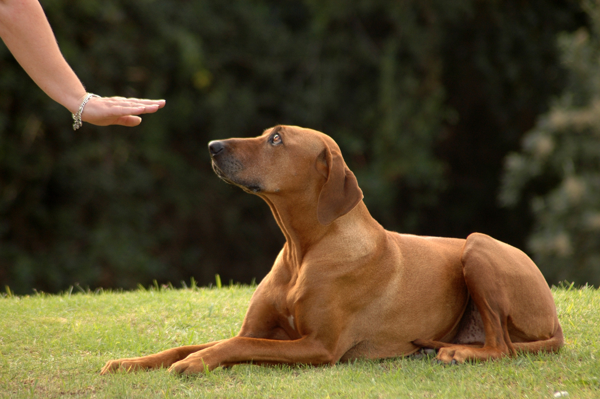 Dog obediently following direction at doggy day care 