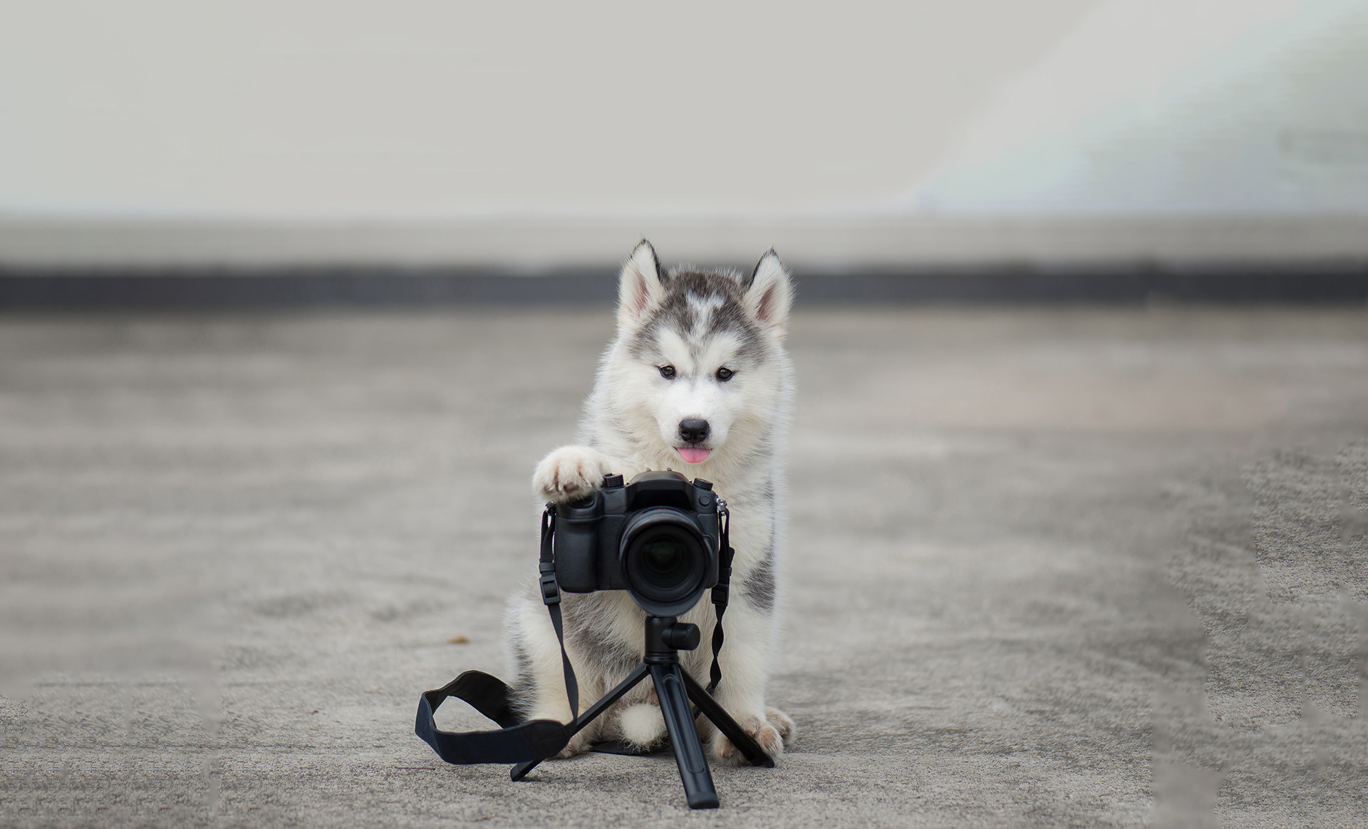 Small husky puppy taking pictures