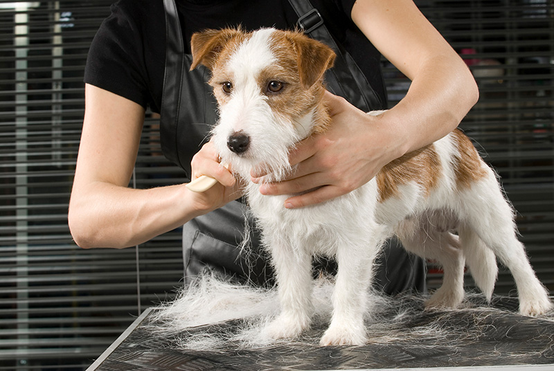 Terrier getting groomed and brushed 