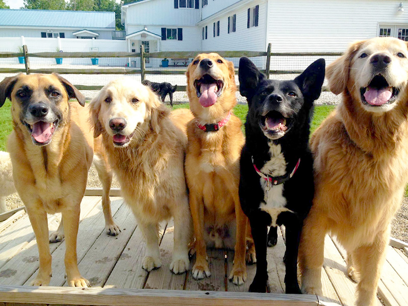 Canines enjoying socializing with other dogs