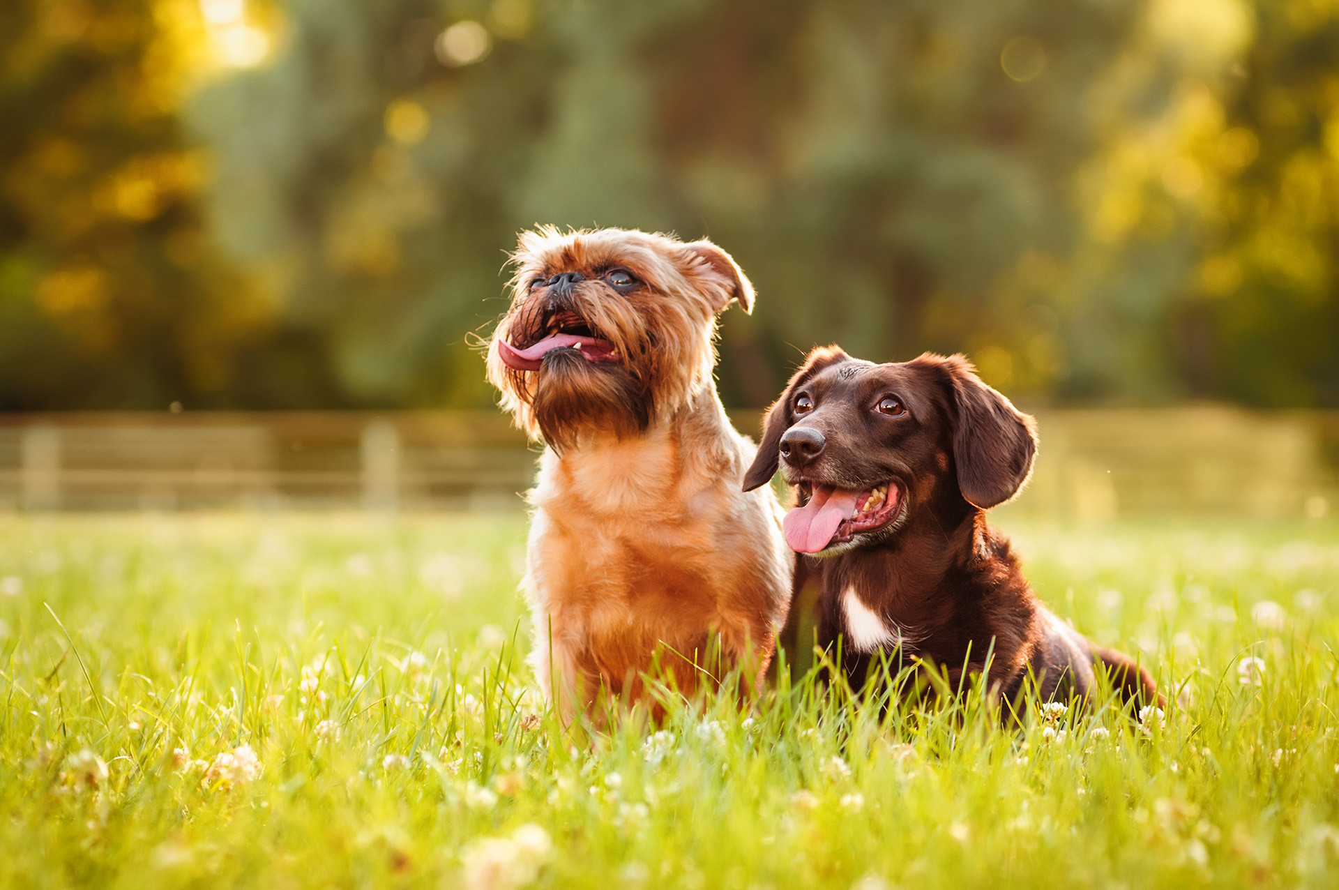 Two dogs enjoying canine enrichment field