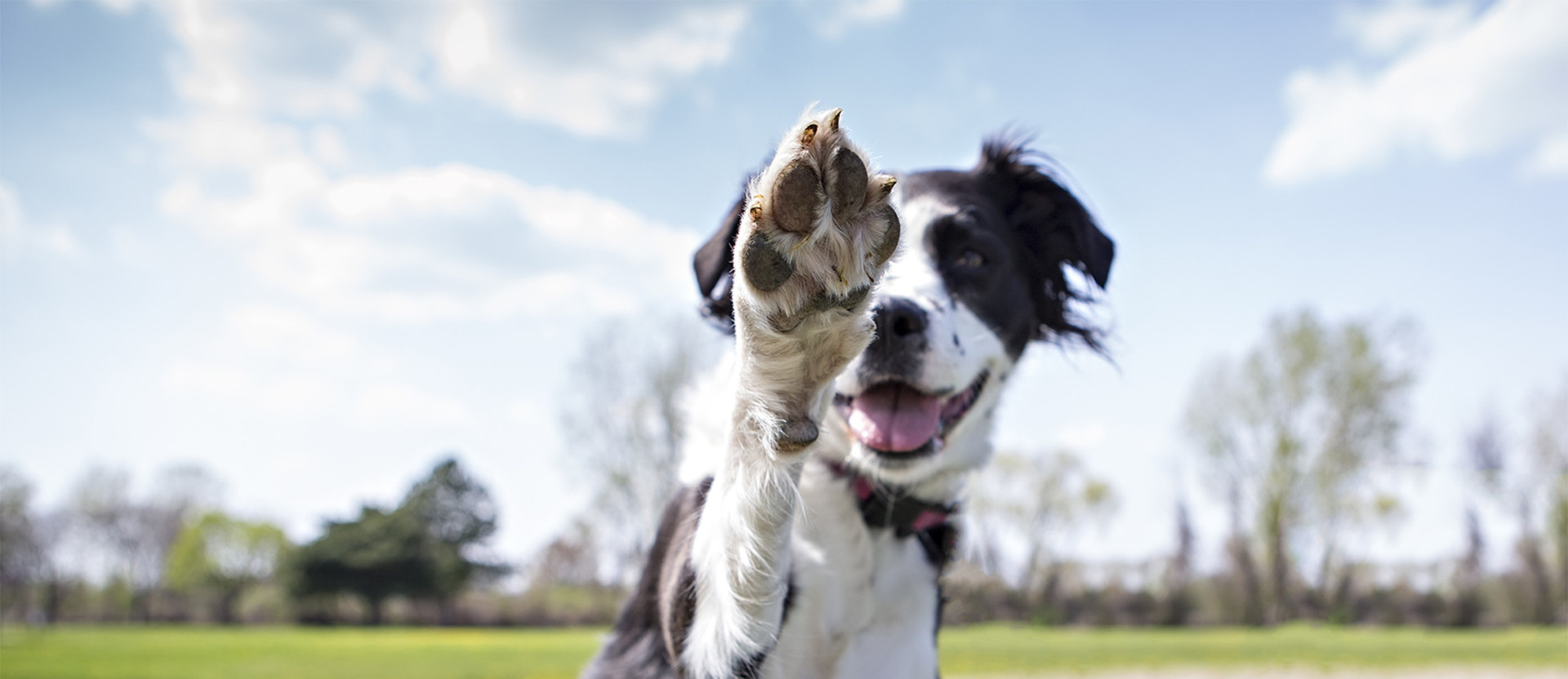 Dog with paw up enjoying canine enrichment