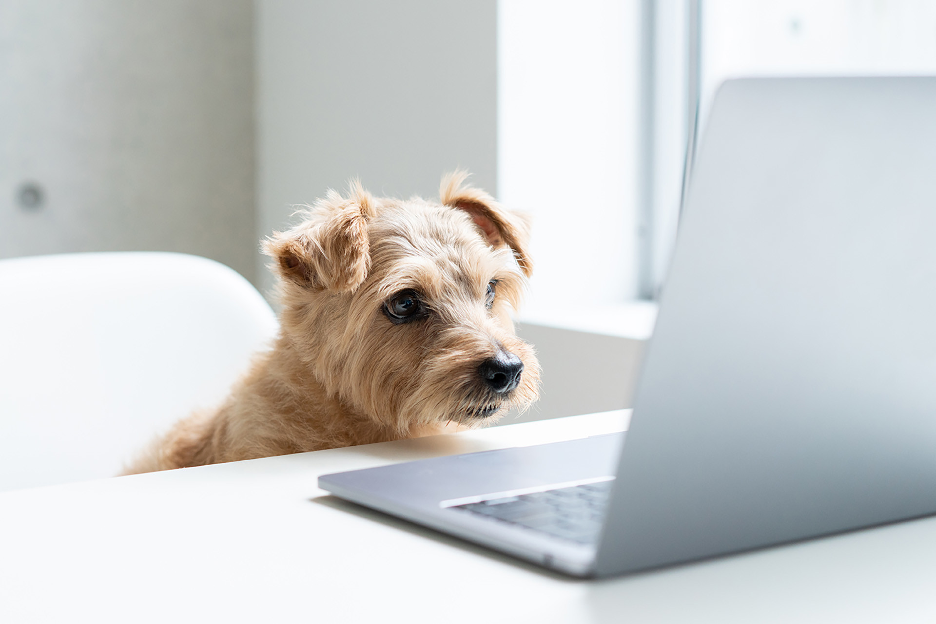 Dog searching on laptop for doggy day care options