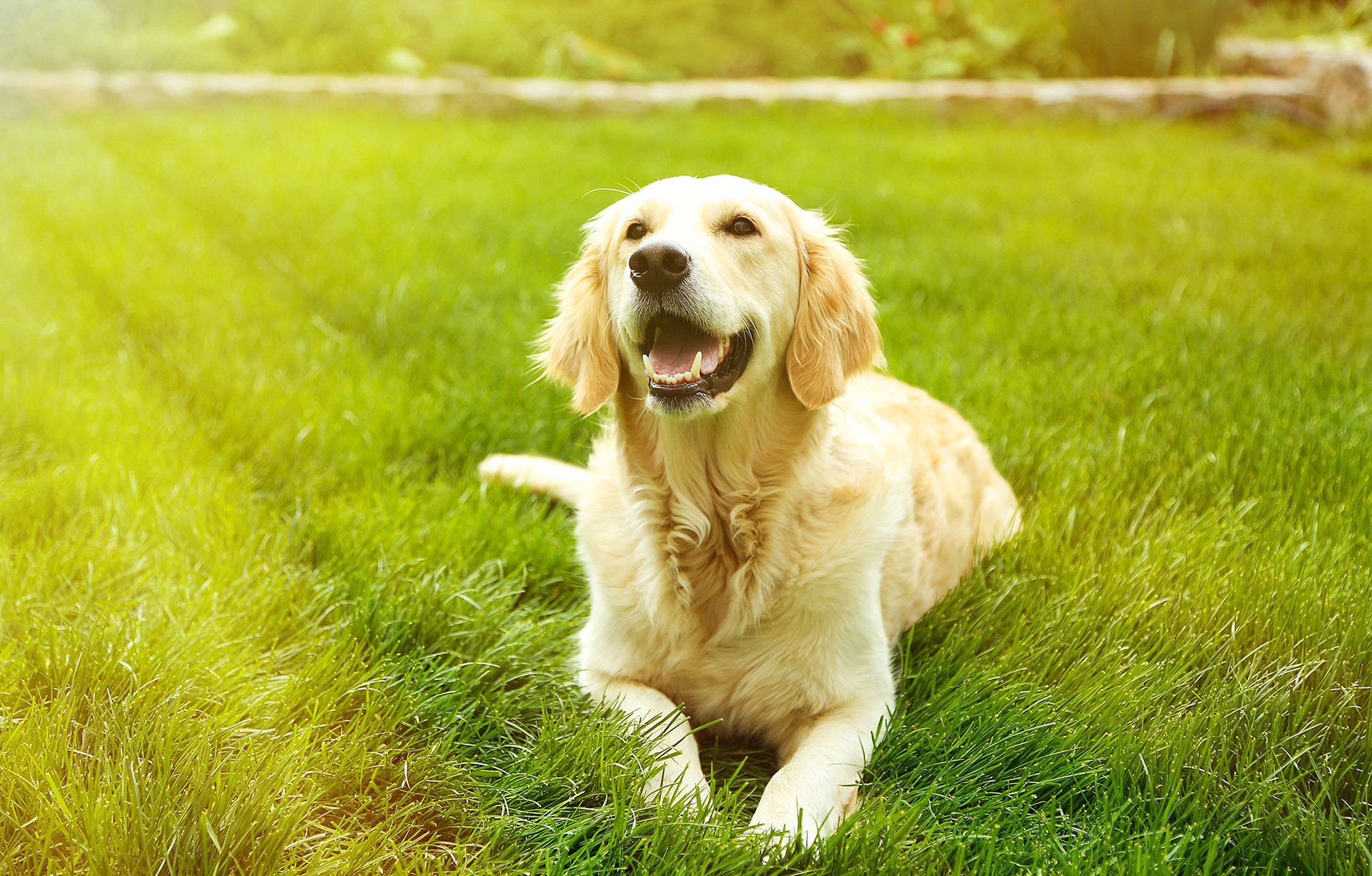 Golden Retriever enjoying canine enrichment field