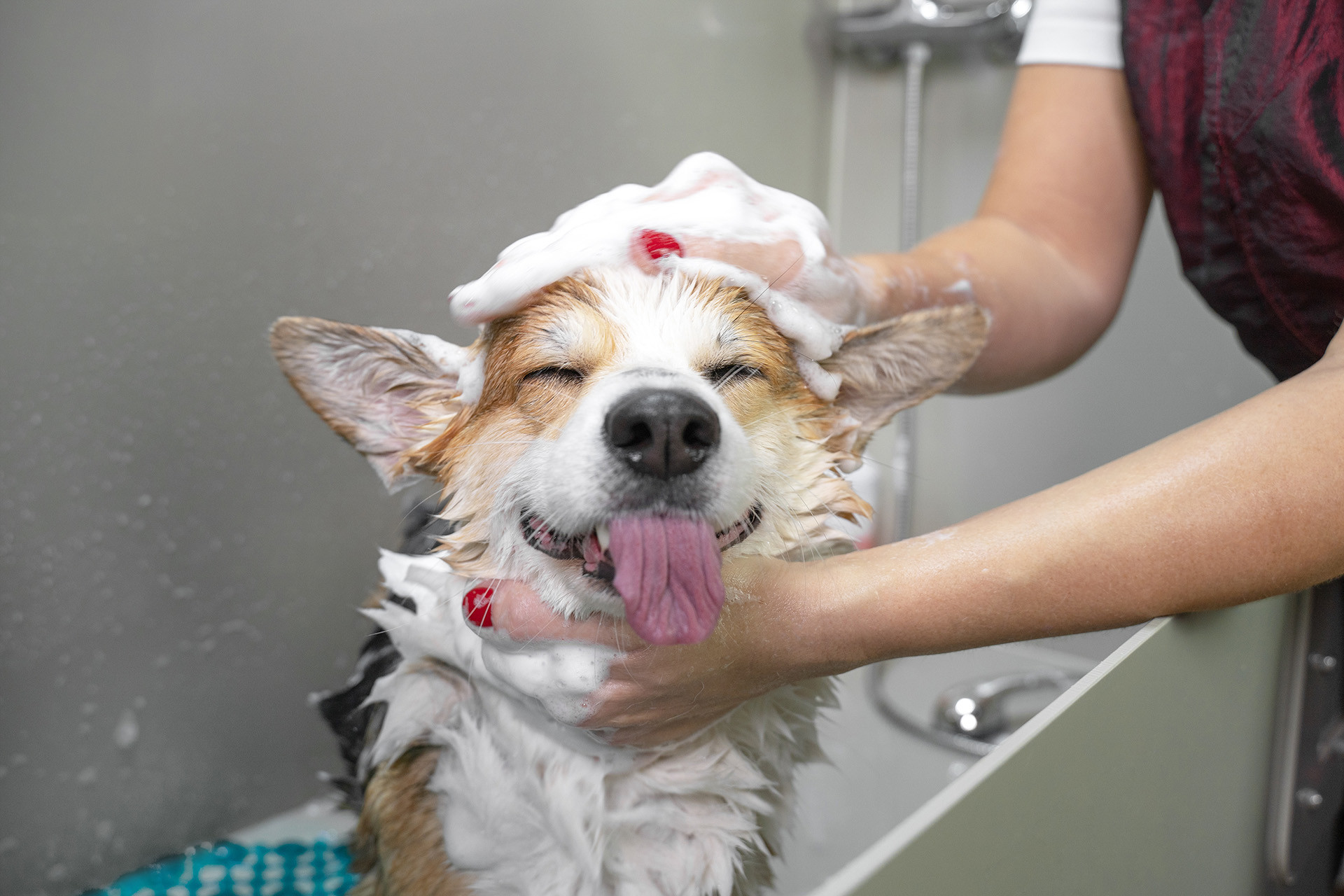 Doggie with tongue out enjoying his spa bath and grooming