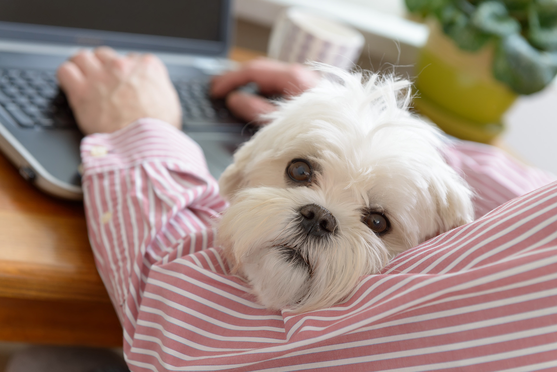 Dog sitting on owners lap while on laptop searching for doggy day care options